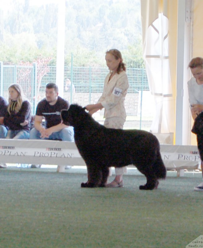 Фото: ньюфаундленд Бегущая по Волнам Дансинг Квин (Beguschaya po Volnam Dancing Queen)