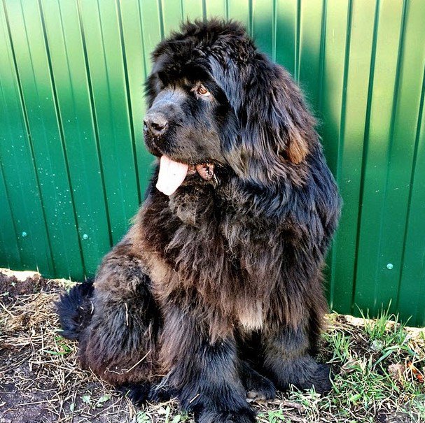 Фото: ньюфаундленд Супер Премиум Нью-Йорк