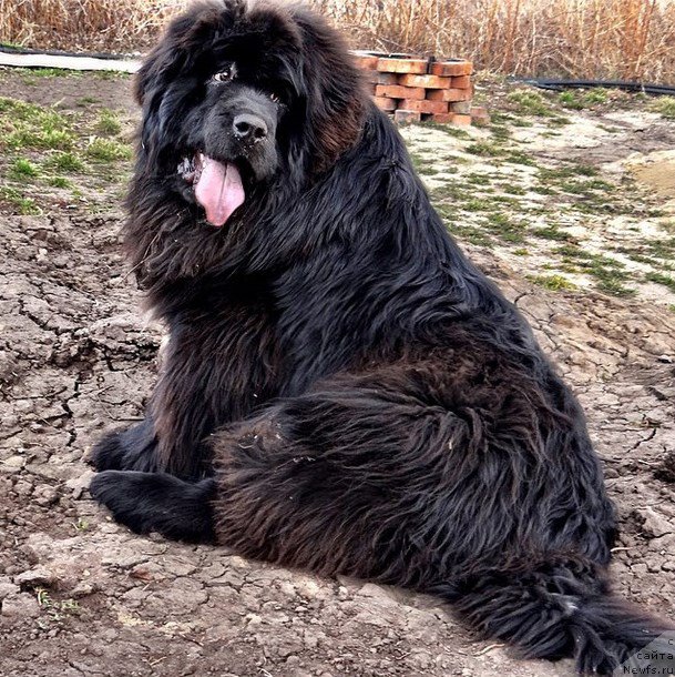 Фото: ньюфаундленд Супер Премиум Нью-Йорк