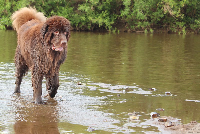 Фото: ньюфаундленд Сверкающая Гора Машаме (Sverkayuzhaya Gora Mashame)
