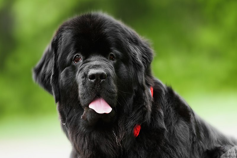 Фото: ньюфаундленд Сент Джонс Гвендолин Глориус Гарден