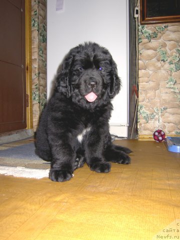 Фото: ньюфаундленд Сент Джонс Мишель