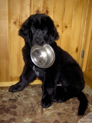 Фото: ньюфаундленд Сент Джонс Мишель