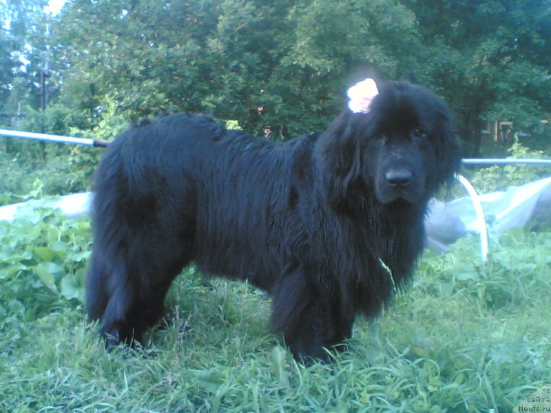 Фото: ньюфаундленд Сент Джонс Мишель