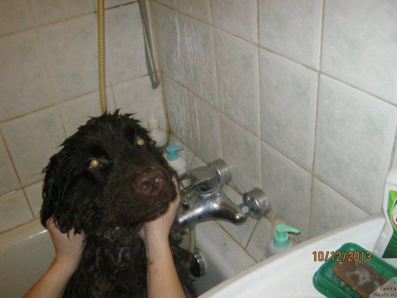 Фото: ньюфаундленд Парфён