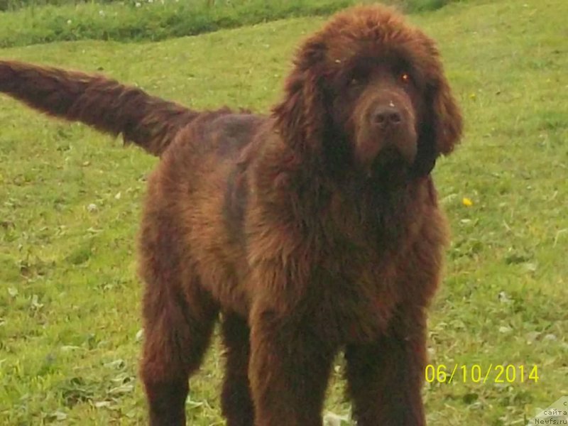 Фото: ньюфаундленд Ньюфорт Ю'Северино