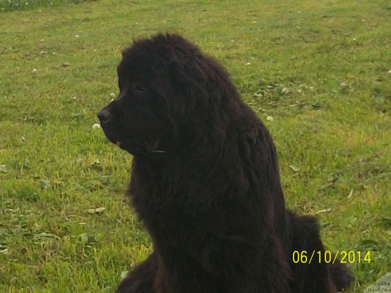 Фото: ньюфаундленд Супер Премиум Немессис