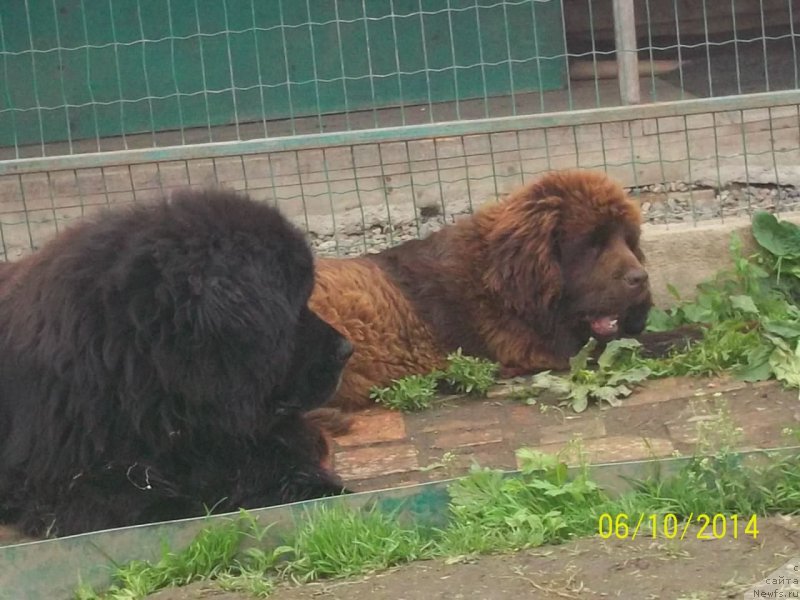 Фото: ньюфаундленд Виски Ред Лейбл Вепс (Viski Red Label Veps), ньюфаундленд Ньюфорт Ю'Северино