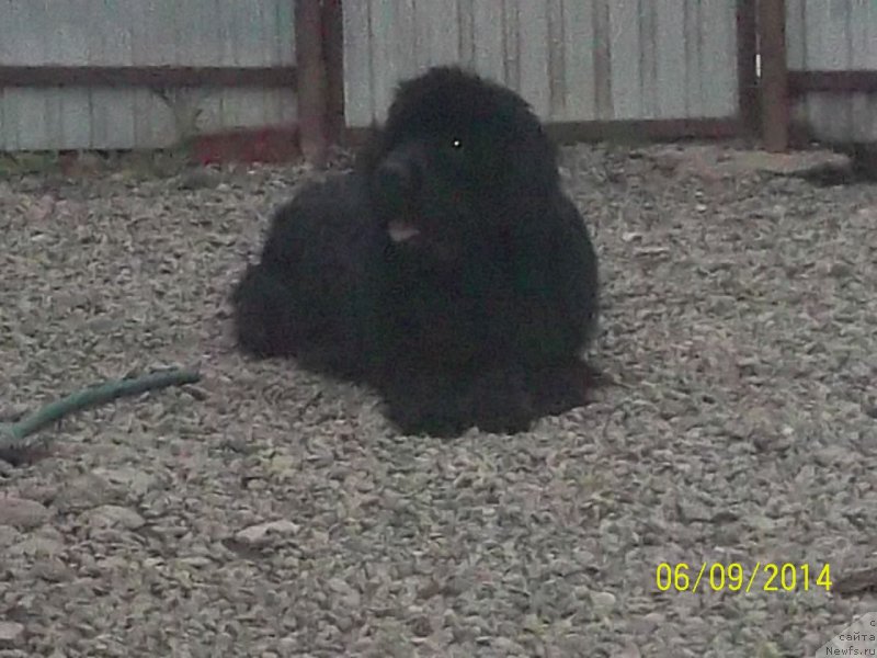 Фото: ньюфаундленд Супер Премиум Нао Дел Трато