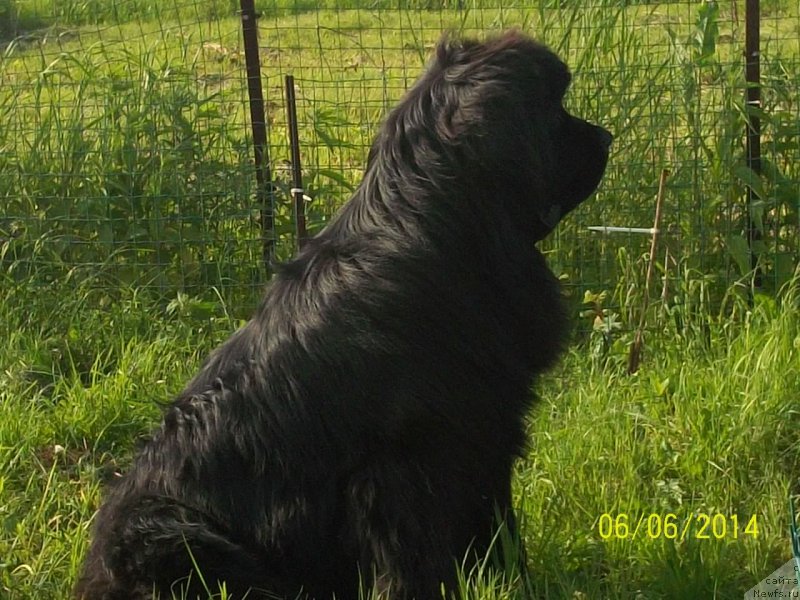 Фото: ньюфаундленд Супер Премиум Нао Дел Трато