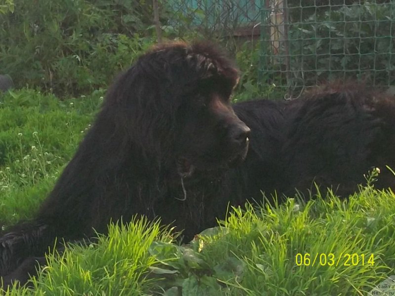 Фото: ньюфаундленд Супер Премиум Нао Дел Трато