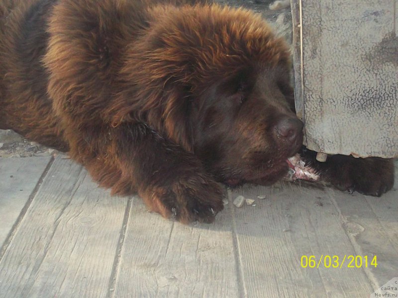 Фото: ньюфаундленд Ньюфорт Ю'Северино