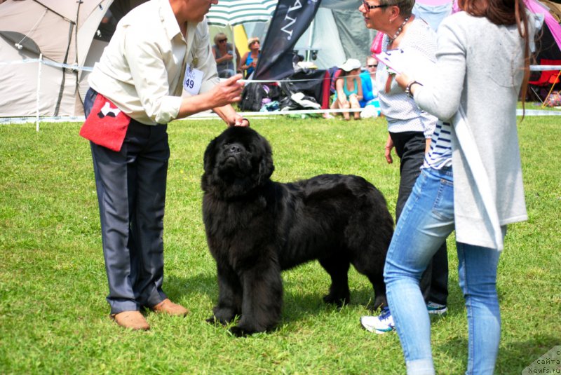 Фото: ньюфаундленд Чудо Чойс Звездного Дара с Берега Дона (Chudo Choice Zvezdnyj Dar s Berega Dona)