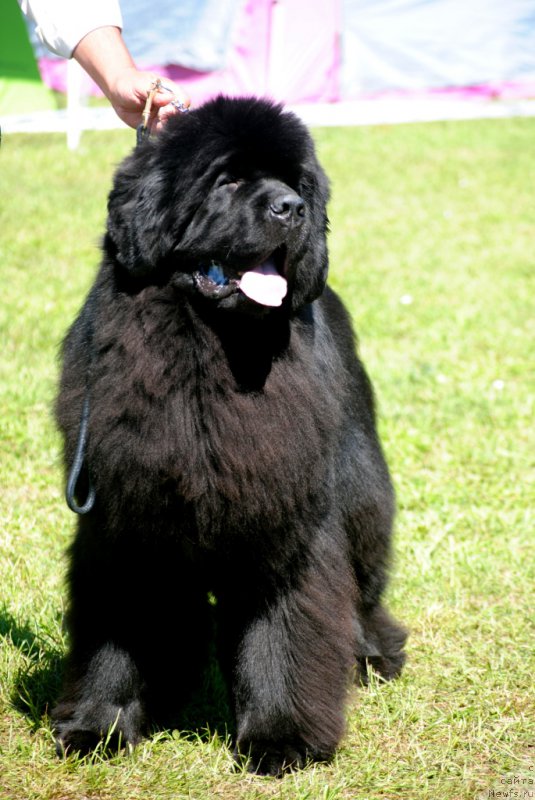 Фото: ньюфаундленд Звездный Дар Агасси (Zvezdnij Dar Agassi)