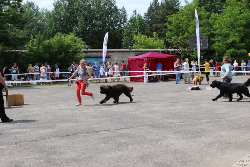 Фото: ньюфаундленд Newettas Vanessa