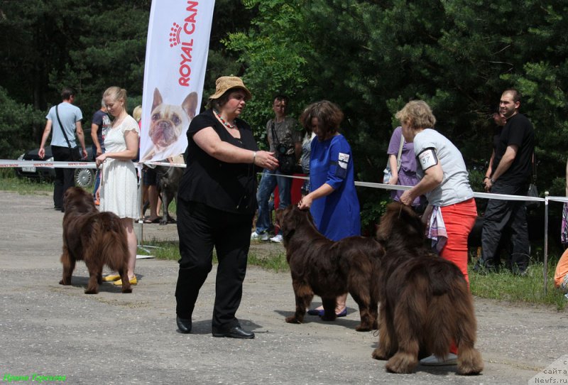 Фото: ньюфаундленд Чара Хани Лес (Chara Hani Les), ньюфаундленд Великий Медведь Камелия, ньюфаундленд Newettas Vanessa