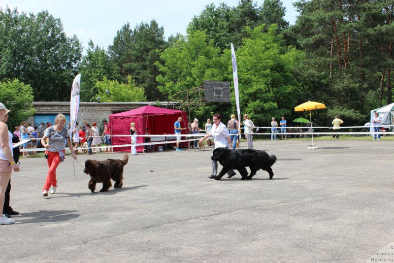 Фото: ньюфаундленд Newettas Vanessa, ньюфаундленд Zhdanny Syn Vialiki Miadzvedz