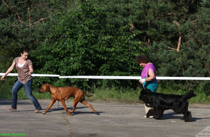 Фото: ньюфаундленд Мерседес Вялiкi Мядзведзь (Mercedes Vialiki Miadzvedz)