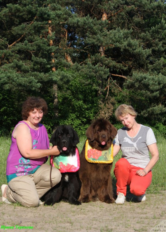 Фото: Елена Шмелева, ньюфаундленд Мерседес Вялiкi Мядзведзь (Mercedes Vialiki Miadzvedz), ньюфаундленд Newettas Vanessa, Галина Вилпо