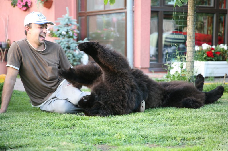 Фото: ньюфаундленд Guliver Moon Bear