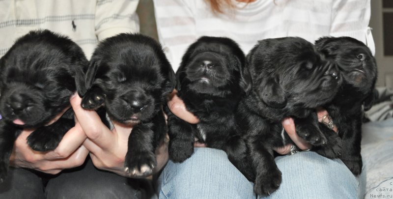 Фото: ньюфаундленд Бегущая по Волнам Харизма (Beguschaya po Volnam Harizma)