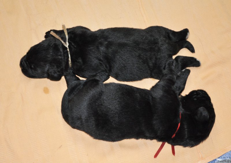 Фотография № 156228