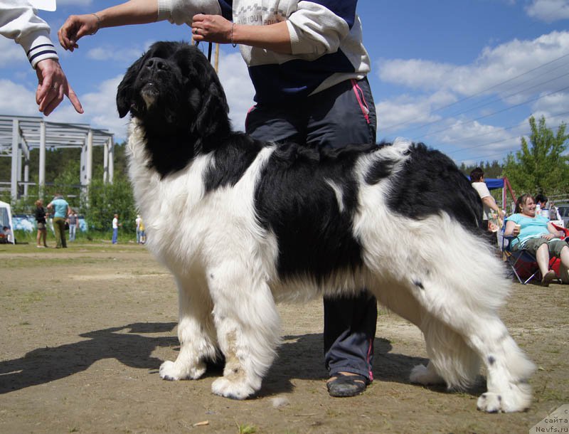 Фото: ньюфаундленд Би Перфект Волшебная Сказка