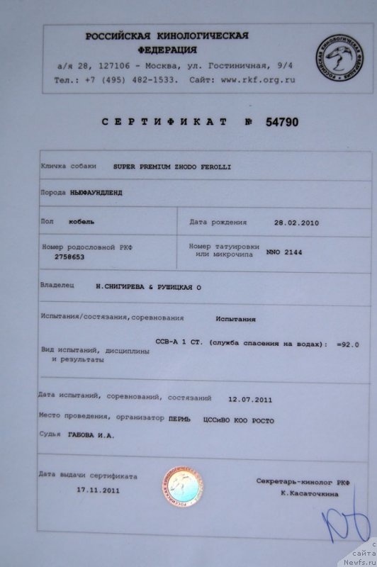 Фото: ньюфаундленд Супер Премиум Жодо Феролли (Super Premium Zhodo Ferolli)