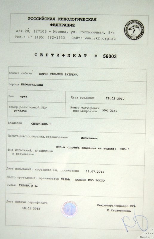 Фото: ньюфаундленд Супер Премиум Женева (Super Premium Zheneva)