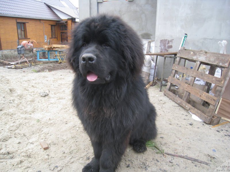 Фото: ньюфаундленд Фордевинд оф Хепи