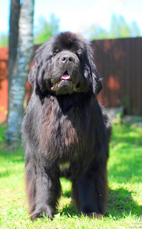 Фотография № 156241