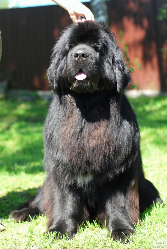 Фотография № 156242