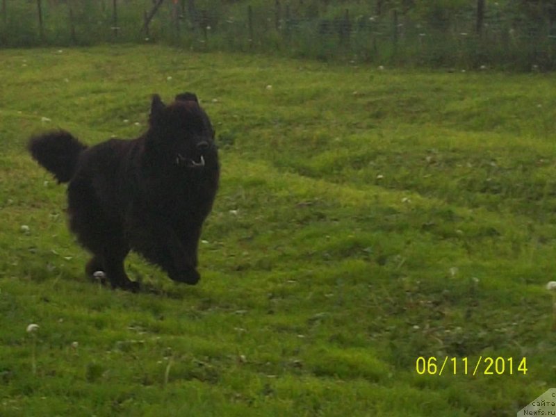 Фото: ньюфаундленд Супер Премиум Немессис