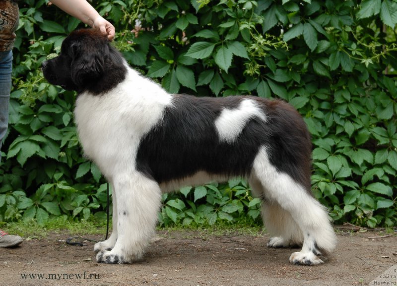 Фотография № 156246