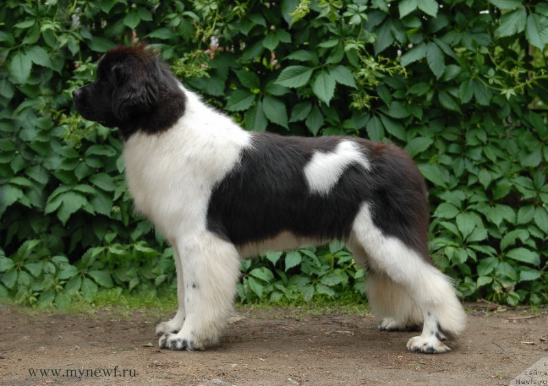 Фотография № 156247