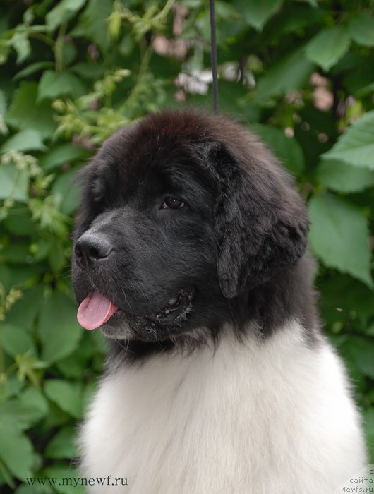 Фотография № 156250