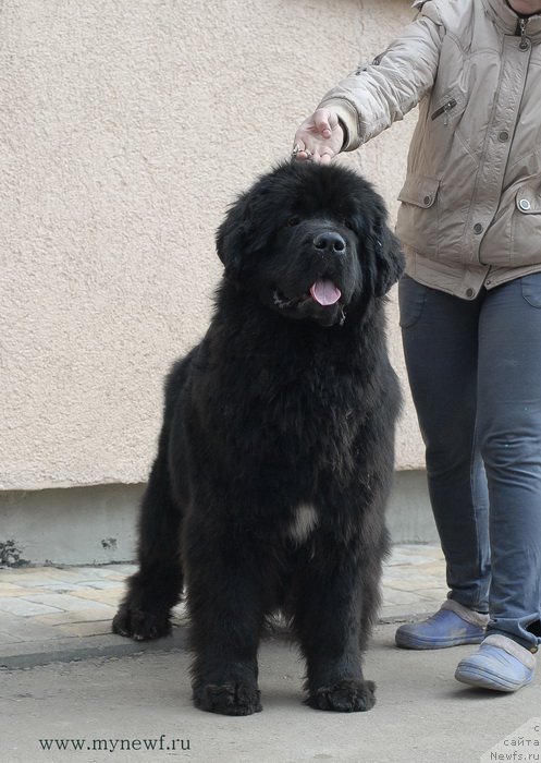 Фото: ньюфаундленд Seabrooks Autumn Kiss for Sent Djons