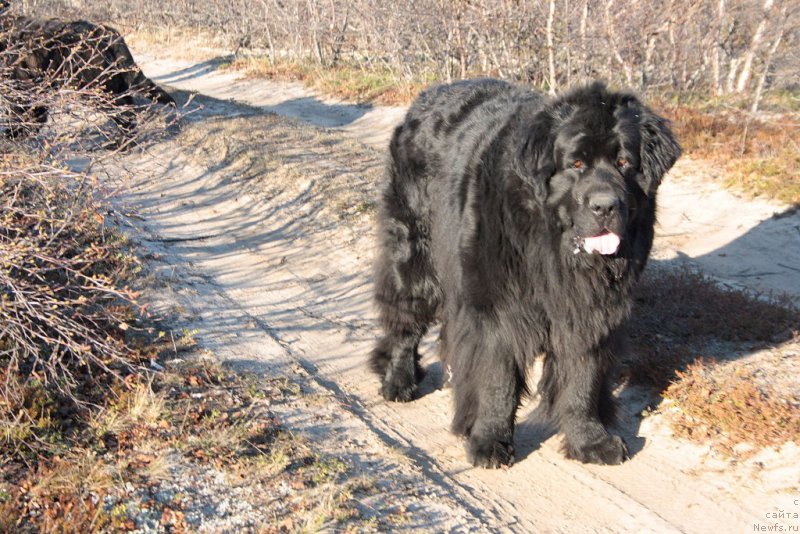 Фото: ньюфаундленд Глория Гранд Блек