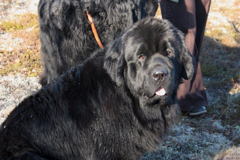 Фото: ньюфаундленд Янтарная Мечта