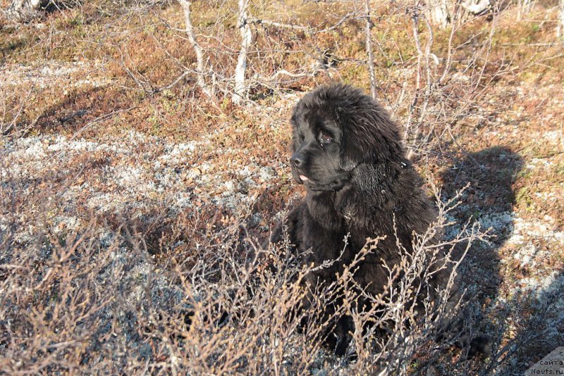 Фото: ньюфаундленд Анабелле Квин оф зэ Моунтайнс