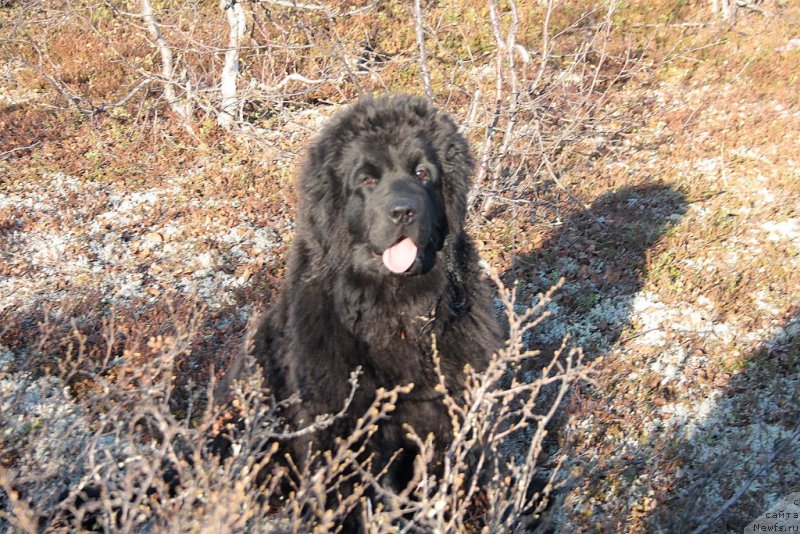 Фото: ньюфаундленд Анабелле Квин оф зэ Моунтайнс