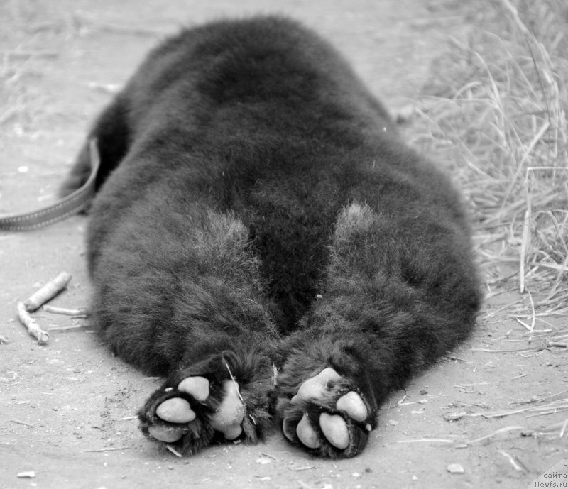 Фотография № 156300