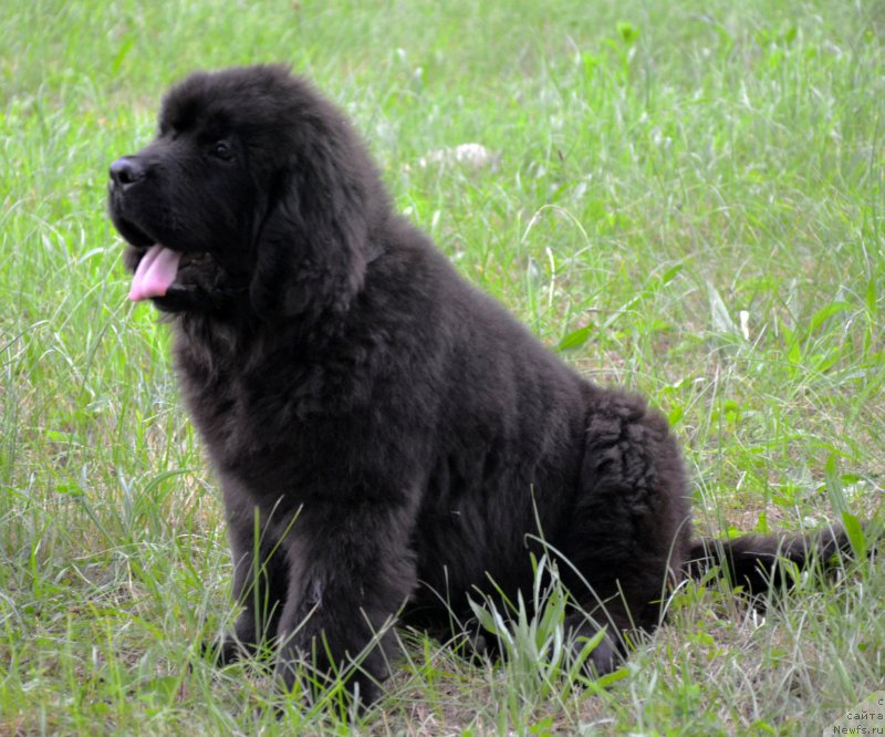 Фотография № 156302