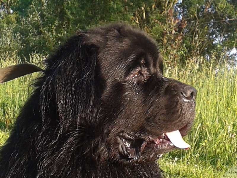 Фото: ньюфаундленд Принц Альфинский