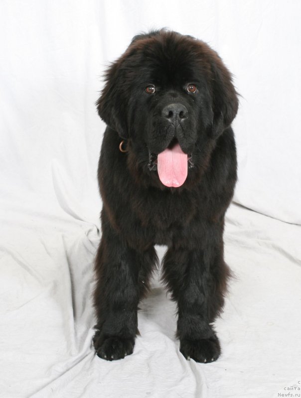 Фотография № 156322