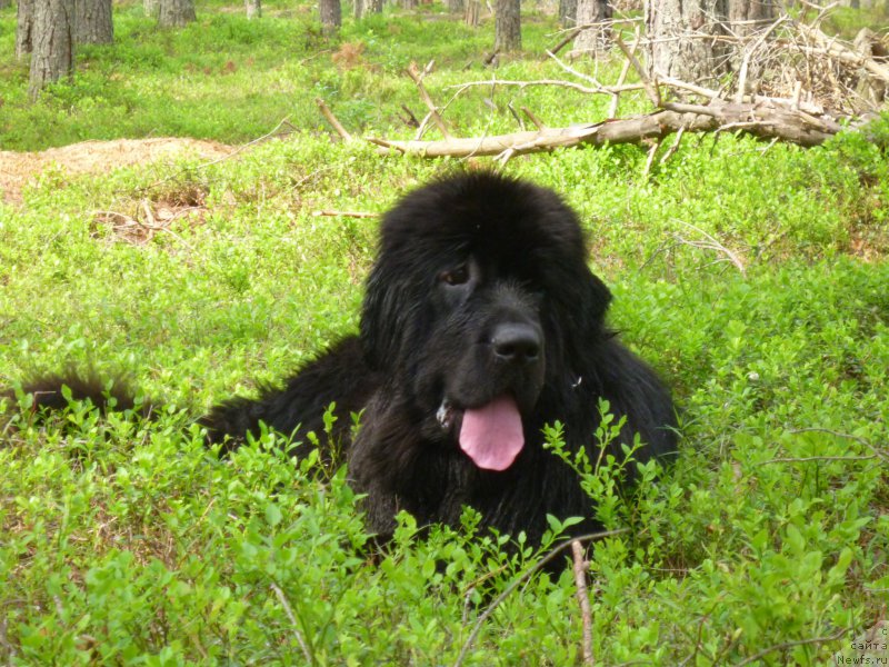 Фото: ньюфаундленд Смигар Легенда Весны (Smigar Legenda Vesny)