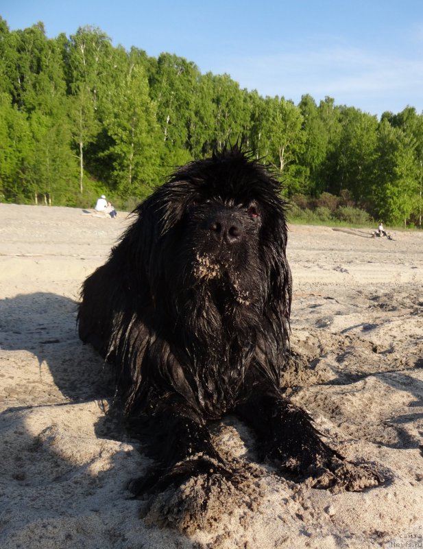 Фото: ньюфаундленд Супер Премиум Нью-Йорк