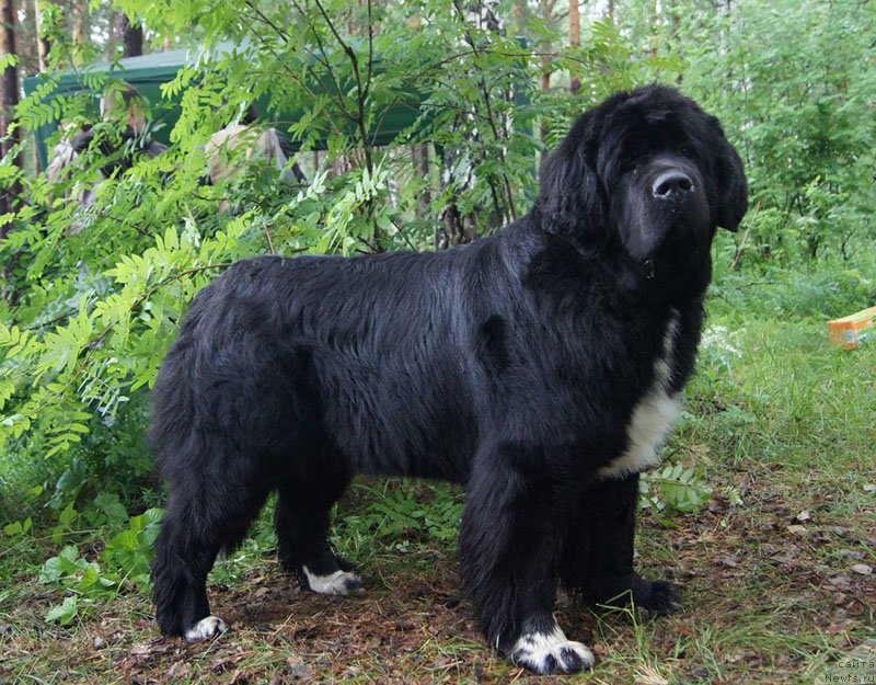 Фото: ньюфаундленд Супер Бизон Индия