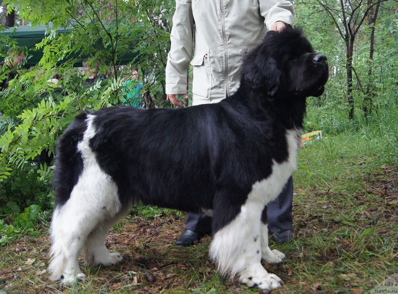 Фото: ньюфаундленд Супер Бизон Зима