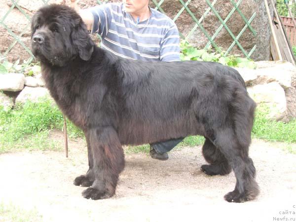 Фото: ньюфаундленд Плюшевая Панда Бархатная Роза (Plushevaya Panda Barhatnaya Roza)